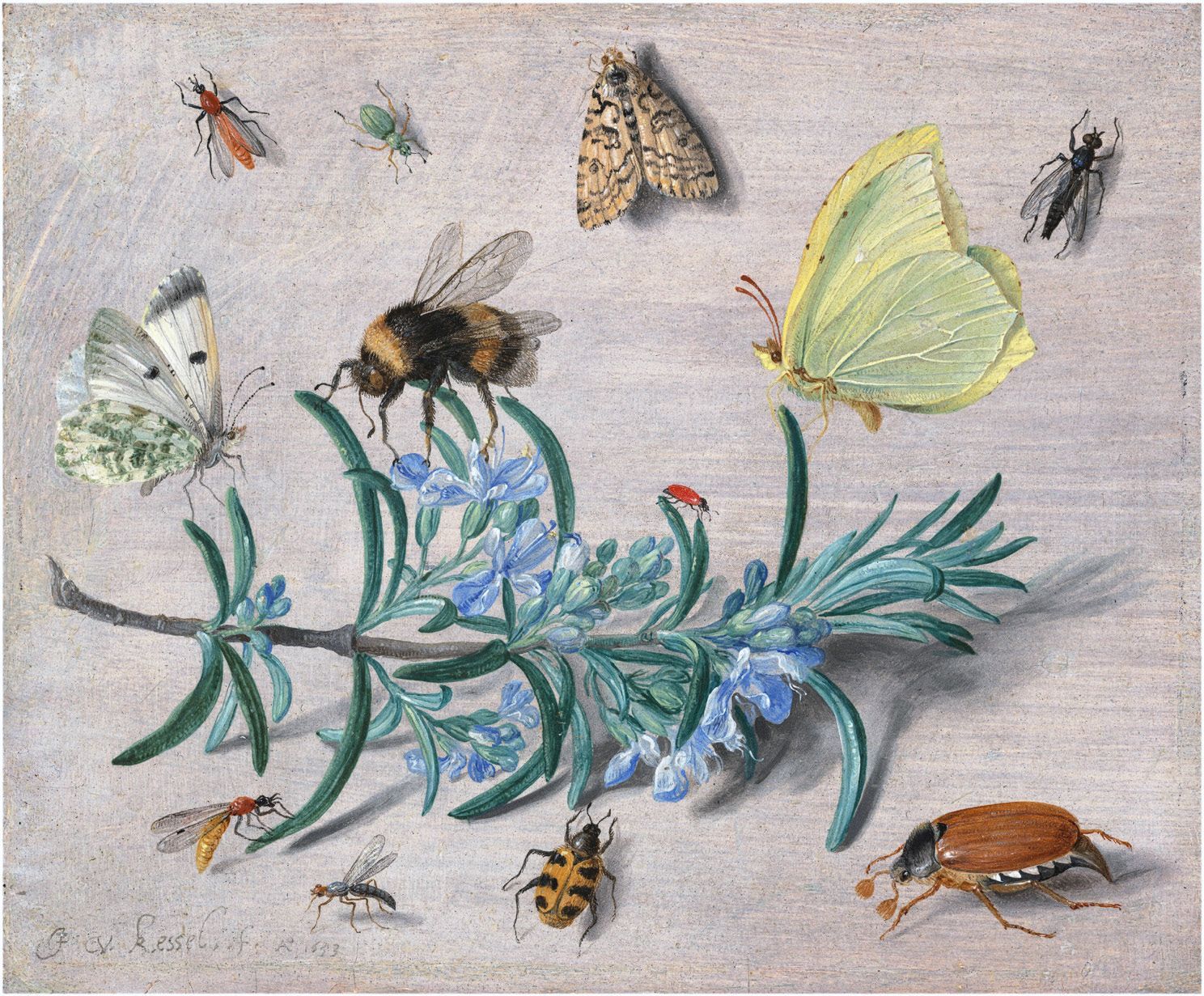 Jan van Kessel the Elder,
Insects and a Sprig of
Rosemary, 1653, oil on copper.
4.5