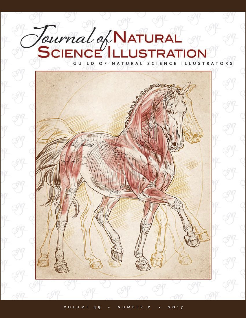 Journal of Nature Science Illustrators Vol. 49, No. 2 - Cover: Musculoskeletal Anatomy of the Sport Horse (Equus caballus); digital, 9 x 12 inches;
commissioned by Tufts Cummings School of Veterinary Medicine; © 2016 Natalya Zahn