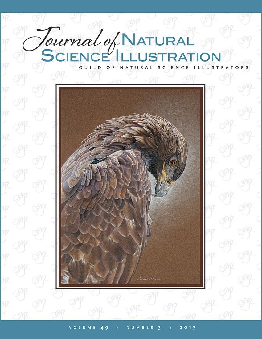 Journal of Nature Science Illustrators Vol. 49, No. 3 - Golden Eagle, Aquila chrysaetos, by Rhonda Nass; Prismacolor pencils on tobacco Canson Mi-Teintes paper. © Rhonda Nass 1990.