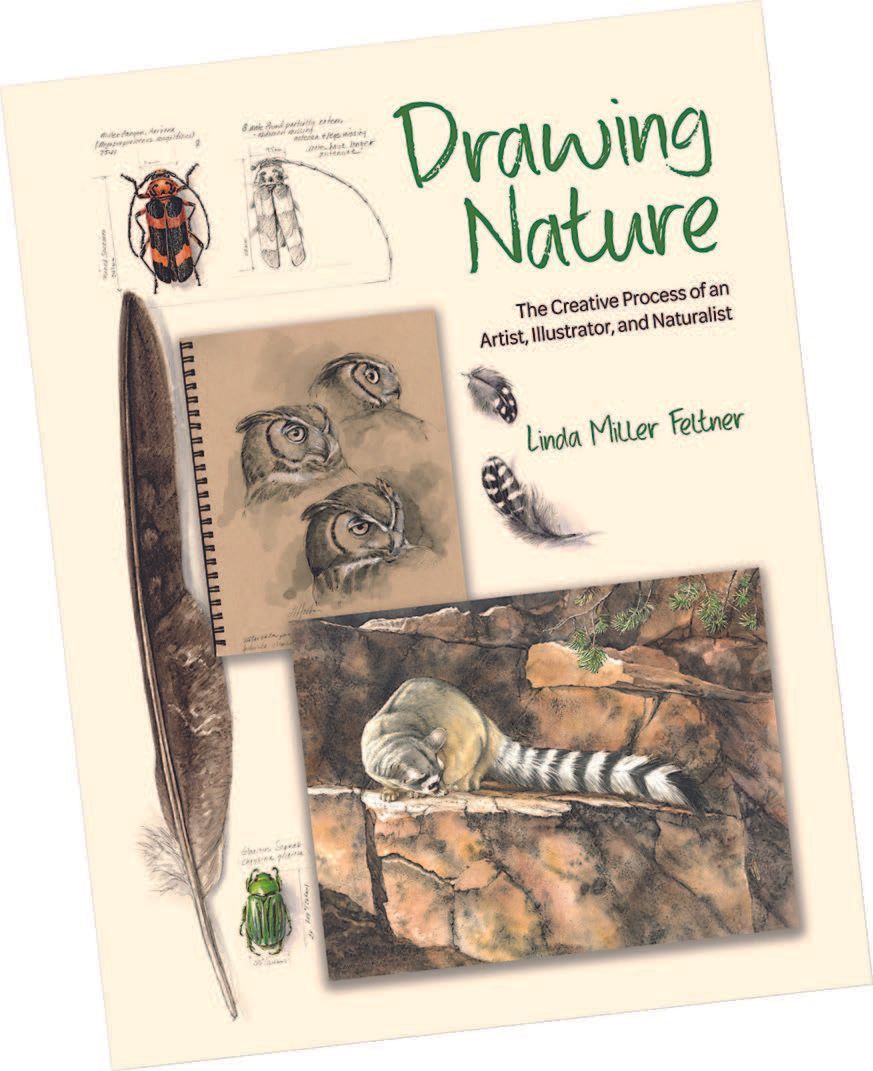 Cover of Drawing Nature: The Creative Process of an Arist, Illustrator, and Naturalist, by Linda Miller Felter. Published by Princeton University Press, Princeton, NJ, 2024. 
Hardcover: 227 pages 
ISBN-13: 978-0691255385 