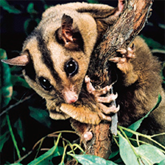 Mahogany glider, Petaurus gracilis, an endangered gliding possum.