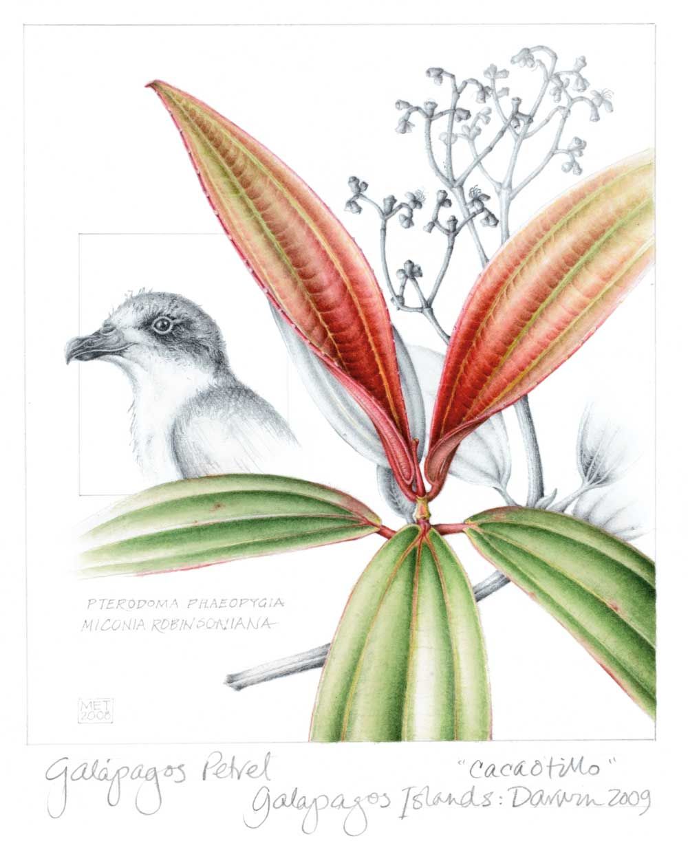 Galápagos petrel (Pterodroma phaeopygia) and cacaotillo shrub (Miconia robinsoniana).