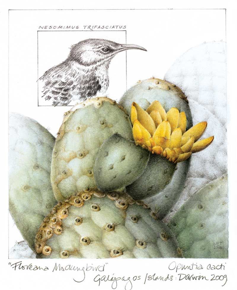 The endemic Floreana mockingbird (Mimus trifasciatus) and cacti (Opuntia galapageia) in the Galápagos Islands.