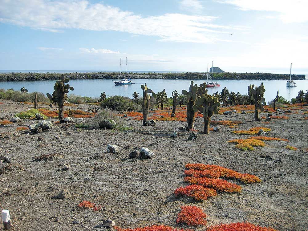 South Plaza Island, Galápagos. 