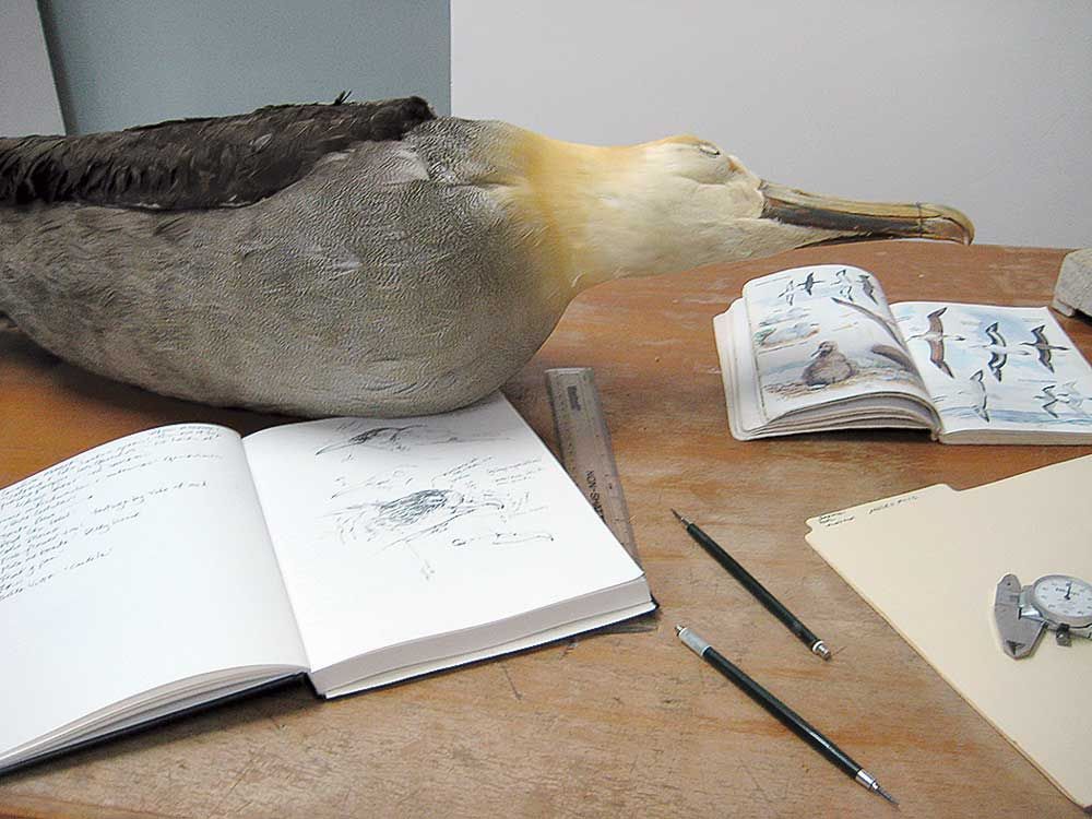 Albatross specimen at Charles Darwin Research Station. 