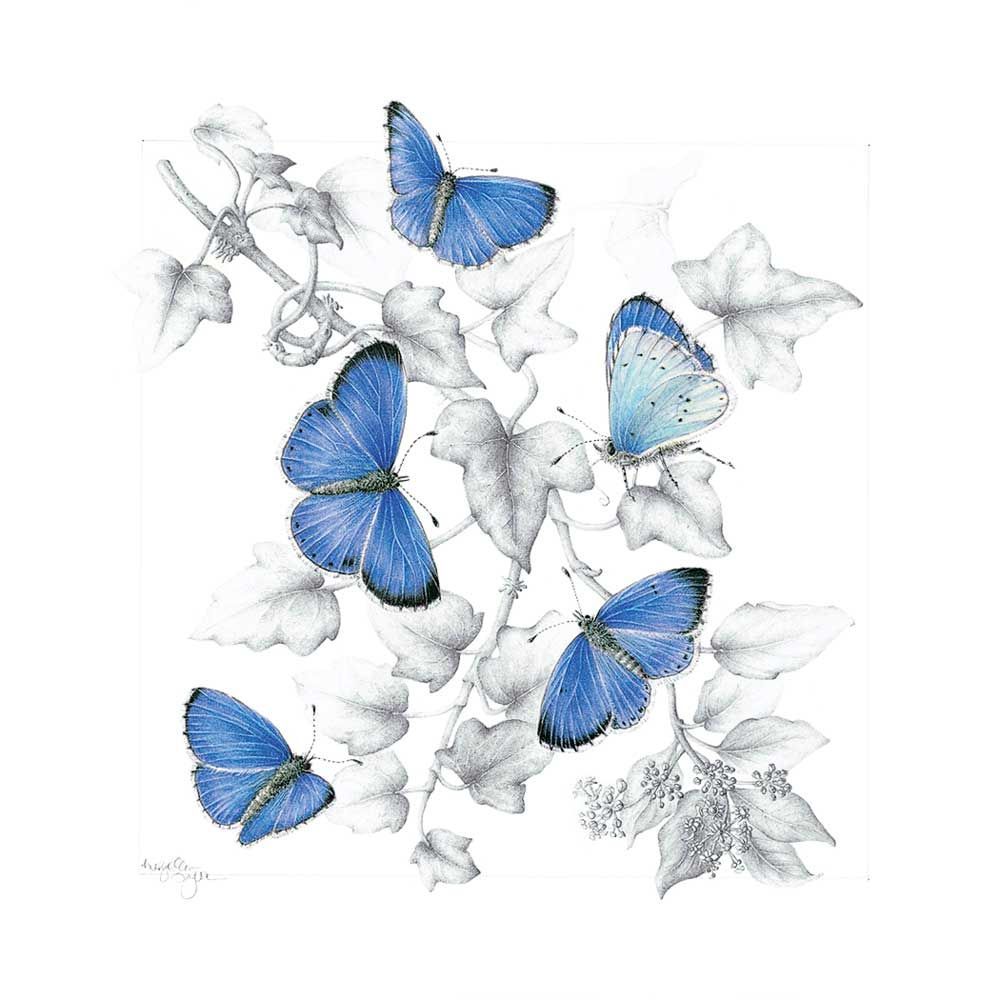 Holly blue butterflies (Celastrina argiolus) and English ivy (Hedera helix).