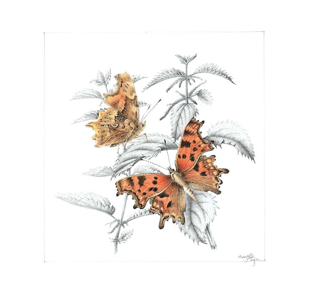 Comma butterfly (Polygonia sp.) with nettle (Urtica dioica). 