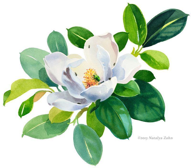 Magnolia & Beetles, watercolor ©2015 Natalya Zahn