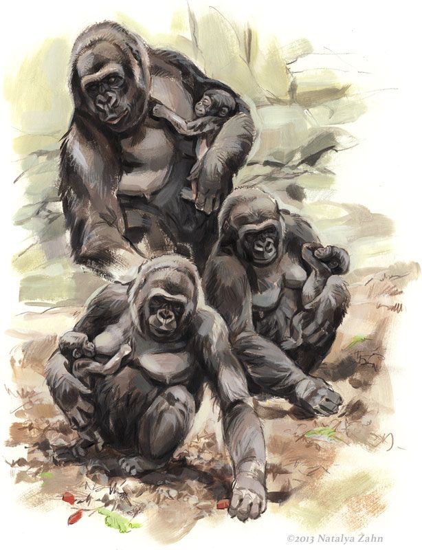 Kiki and baby Kambiri, Lowland Gorillas, acrylic and colored pencil ©2013 Natalya Zahn