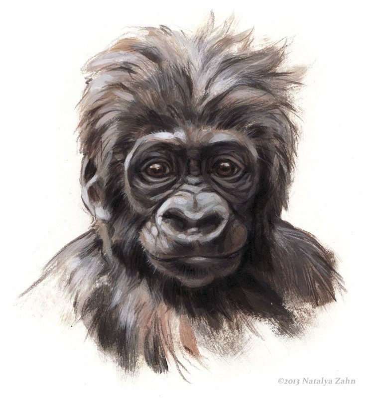 Kambiri Baby's Face, Lowland Gorillas, acrylic and colored pencil; ©2013 Natalya Zahn