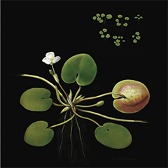 European Frogbit