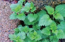 Stinging nettle shoots (Urtica dioica)