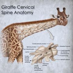 Giraffe Cervical Spine Anatomy. ©2018  Dino Pulerà