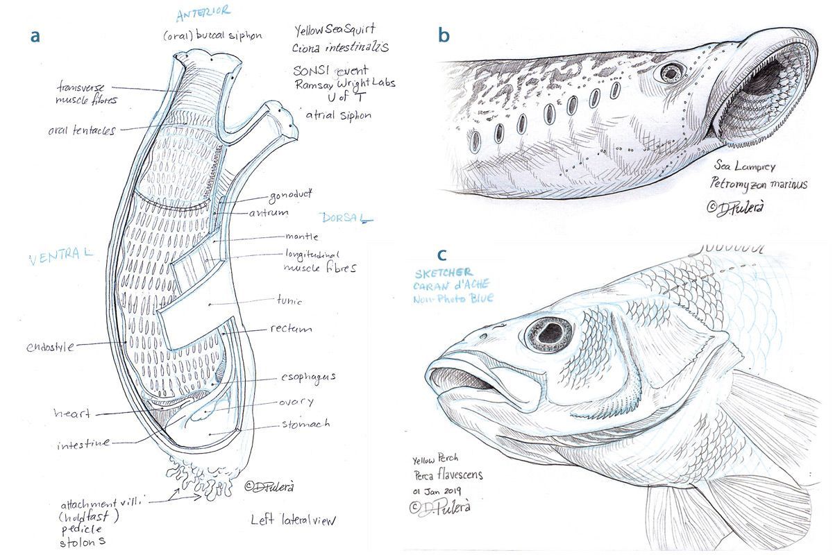 Study of a sea squirt/ tunicate (Ciona intestinalis). Austria Staedtler Non-Photo Blue 108 30 and graphite pencil. 
Study of the head of the sea lamprey (Petromyzon marinus). Austria Staedtler Non-Photo Blue 108 30 and graphite pencil.
Study of the head of a Yellow Perch (Perca flavescens). Sketcher Caran d’Ache Non-Photo Blue and graphite pencil.
©Dino Pulerà