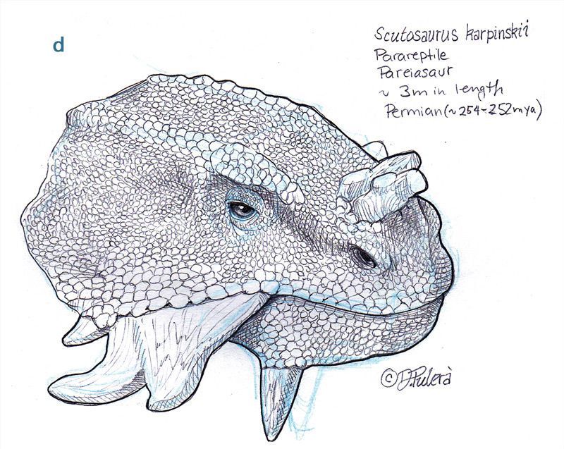 Study of the head of Scutosaurus. General’s Color-Tex 1825 Cobalt Blue and graphite pencil. ©Dino Pulerà