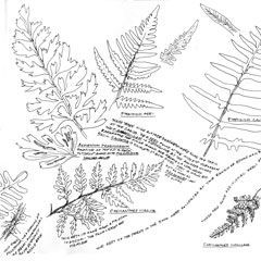 Fern Drawings - Pen and Ink ©2018 Richard Rauh