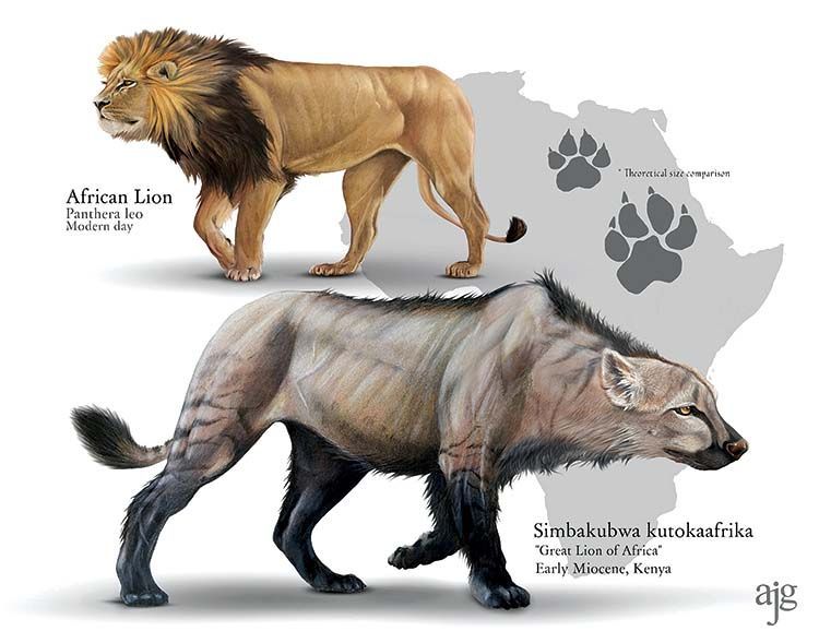 Simbakubwa comparison. African Lion (Panther leo) and reconstructed Simbakubwa kutokaafrika. Colored pencil and ink. 2020 A. James Gustafson