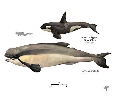 Livyatan comparison. Colored pencil and ink. ©2020 A. James Gustafson.