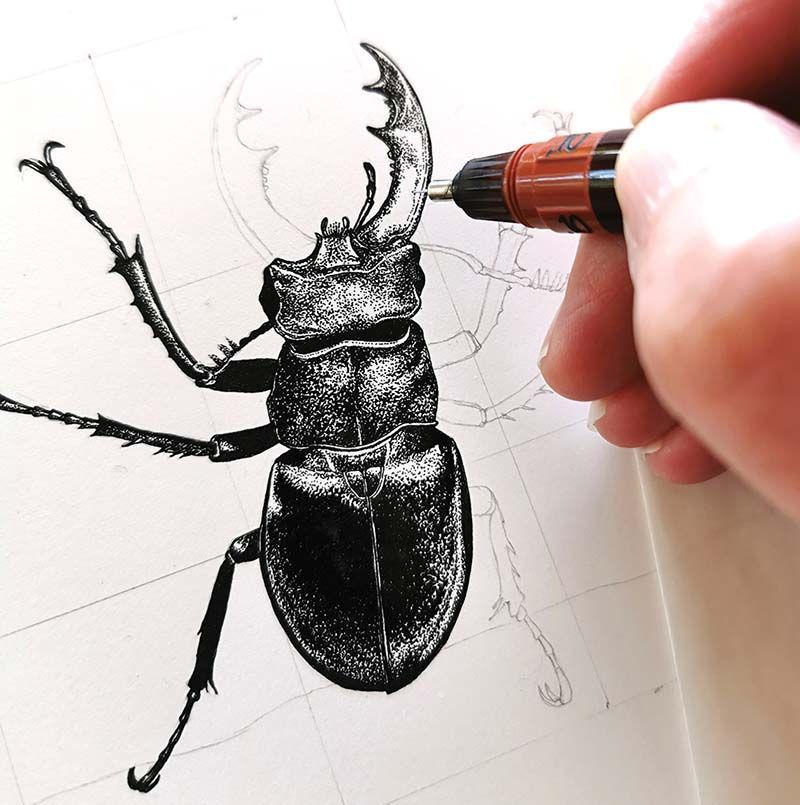 Stag beetle, step 9. Pen and Ink © 2021 Sarah Morrish