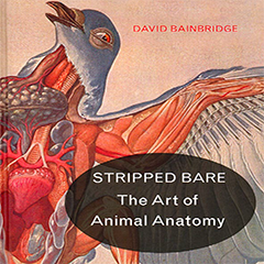 The cover of STRIPPED BARE: The Art of Animal Anatomy by David Bainbridge. ©Princeton University Press