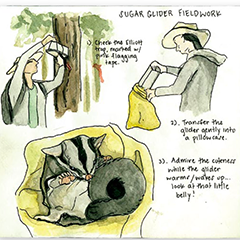 Sketchbook
Sugar Glider Fieldwork
All artwork ©2019 Madison Erin Mayfield