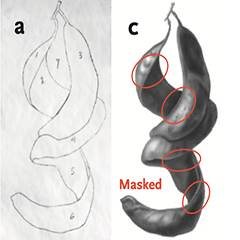 (a) Pencil drawing of Gleditsia triacanthos seed pods. 
(c) Carbon dust drawing of G. triacanthos, with masked areas circled in red.