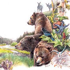 A Bear-able Adventure. Interpretive
poster for the 2024 Alaskan Voices
of the Wilderness artist-in-residency,
Kootznoowoo Wilderness, Tongass
National Forest. Water-soluble
and regular colour pencils.
© 2024 Bea Martin