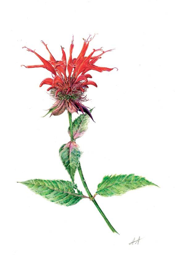 Bee balm (Monarda didyma). Colored pencil on Dura-Lar film. © 2024 Ally Alloway 