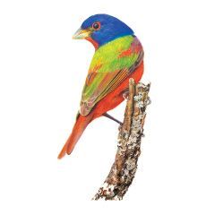 Painted bunting (Passerina ciris). Colored pencil on paper. © 2024 Pamela Riddle 