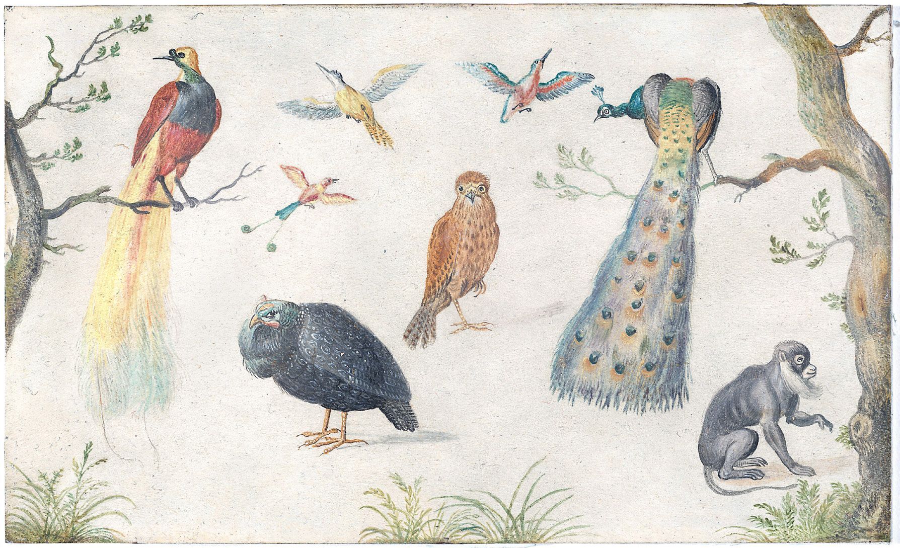 Circle of Jan van Kessel
the Elder, Study of Birds
and Monkey, 1660/1670,
oil on copper, 4.25” x 6.75”
(10.5 x 17.2 cm). National
Gallery of Art, Gift of
John Dimick. 1983.19.1