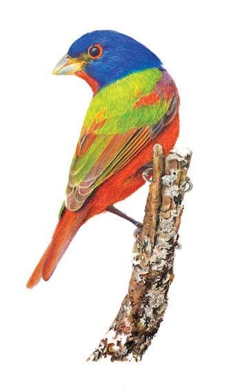 Painted bunting (Passerina ciris). Colored pencil on paper. © 2024 Pamela Riddle 