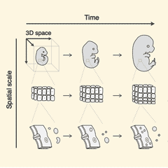 different spatial scales and development over time of anatomy - molecules, cells, embryos