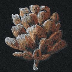 Larch cone on
Aqua Black, rendered in
Coloursoft pencils.
© 2019 Camille Werther