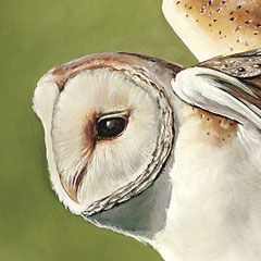 Barn Owl, © 2022 Brittany Costan