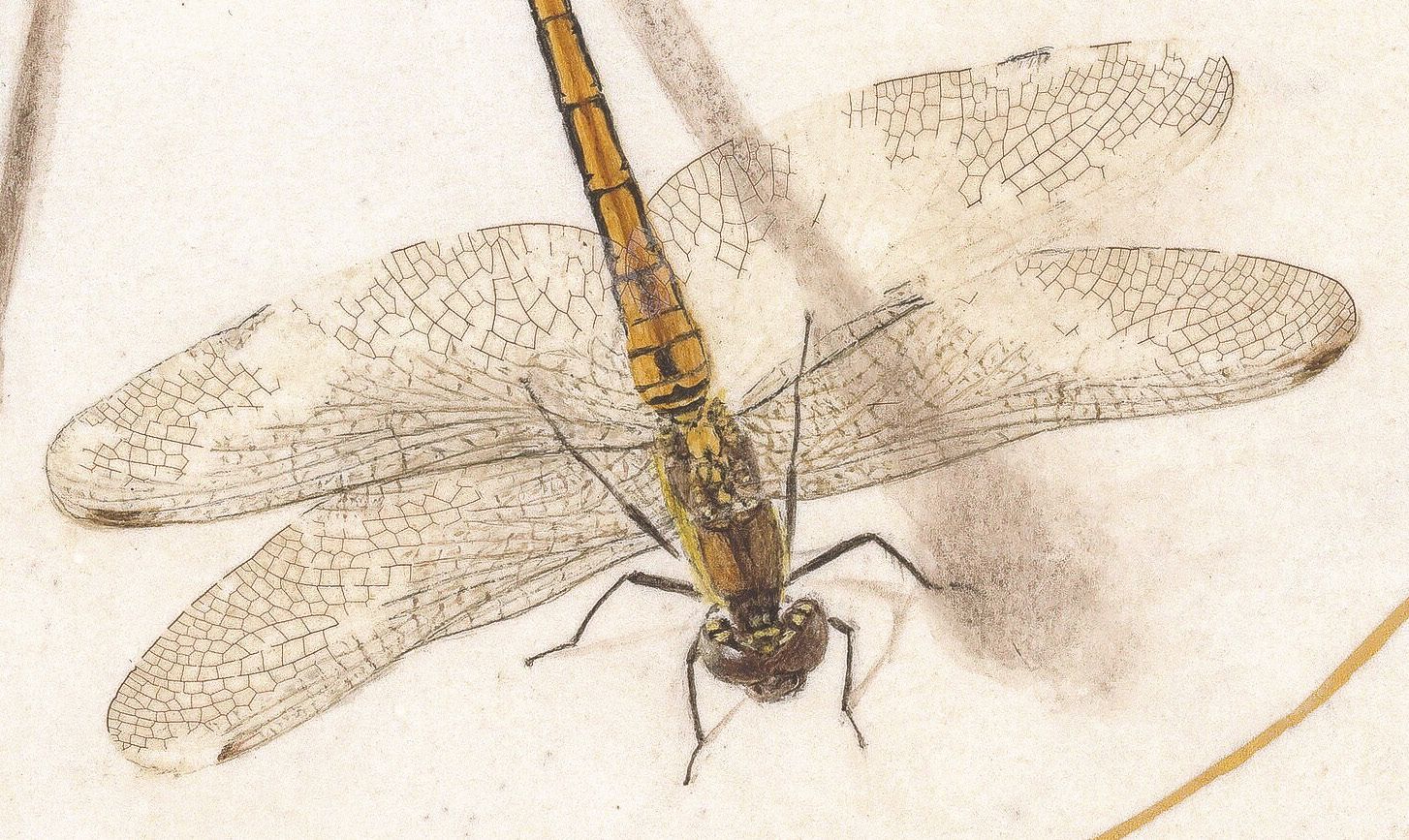 Detail of
Ignis, Plate 54, (lower right
Darter) showing dragonfly
wings (degrading) adhered
on top of watercolor painting
of body and shadow