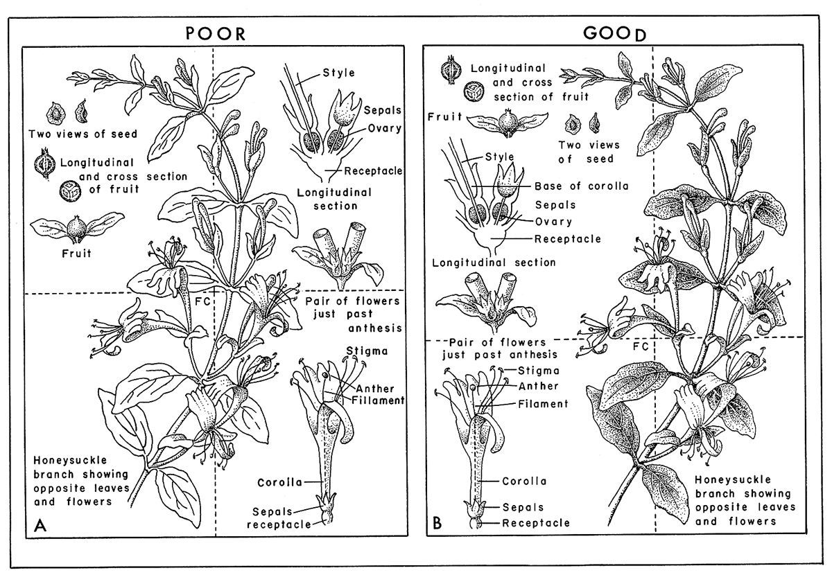 Figure 5: Drawing from his book showing the best practice for botanical layout.