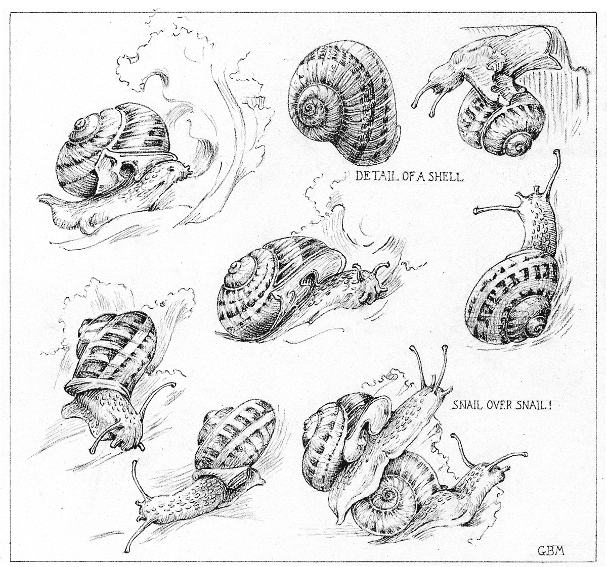 Figure 6: Snails by Gladys Bennet Menhennett.