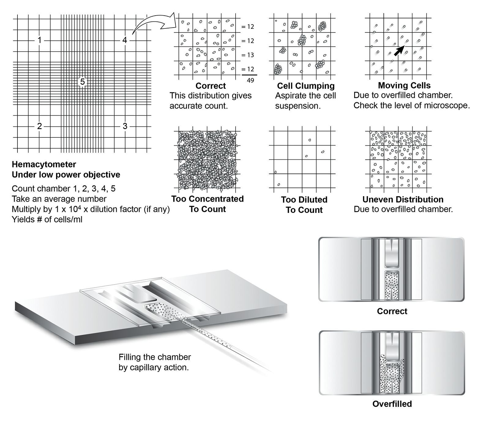 Figure 4: Hemacytometer. Adobe Illustrator. ©2009 Science Lab Studios, Inc. 