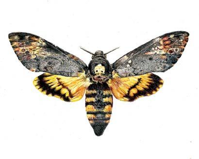 Death's head hawk moth (Acherontia atropos). Colored pencil on Dura-Lar film. © 2024 Mary Kwok 