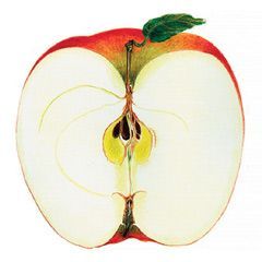 Front book cover for
Apples of New York
www.applesofnewyork.com
© Ann L. DuBois