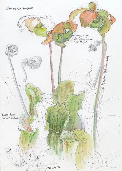 Summer Lake,
Washington, Pen and ink,
watercolor field sketches
© 2006 Marlene Hill Donnelly