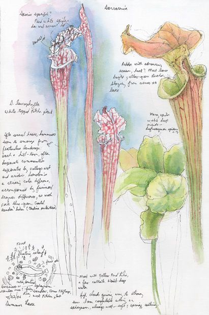 Right) Summer Lake,
Washington, Pen and ink,
watercolor field sketches
© 2006 Marlene Hill Donnelly
