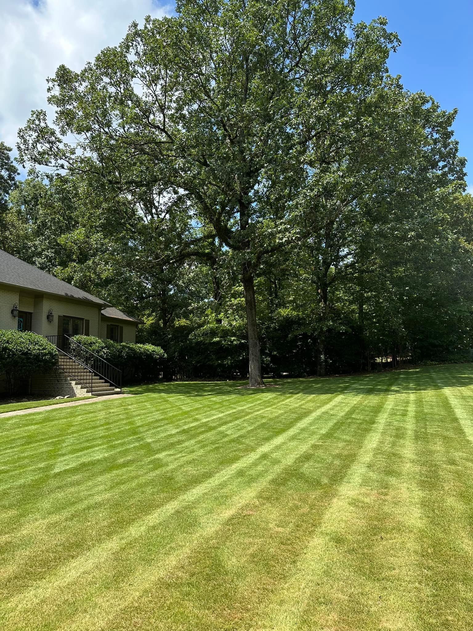 A lush green lawn with a tree in the background and a house in the background.