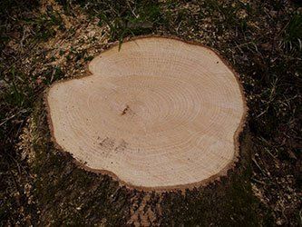 Top view of a stump - Tree service in West Chester, PA