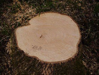 Top view of a stump - Tree service in West Chester, PA Top view of a stump - Tree service in West Chester, PA