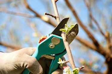 Pruning a tree - Bracing & Cabling in West Chester, PA Pruning a tree - Bracing & Cabling in West Chester, PA