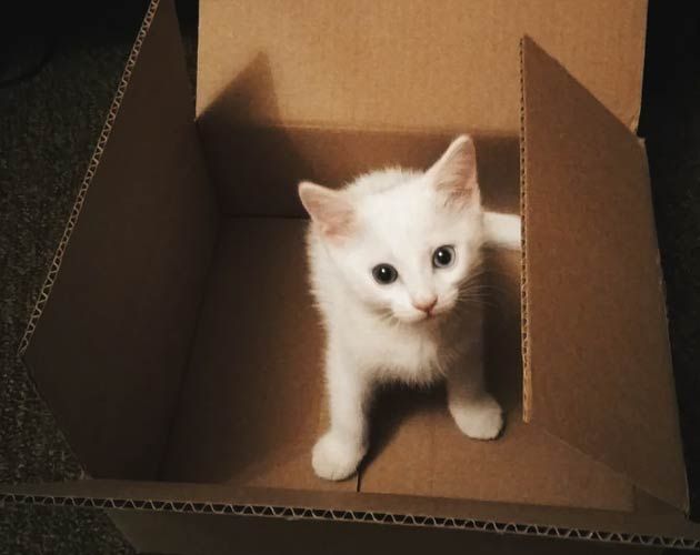 A white kitten is sitting in a cardboard box