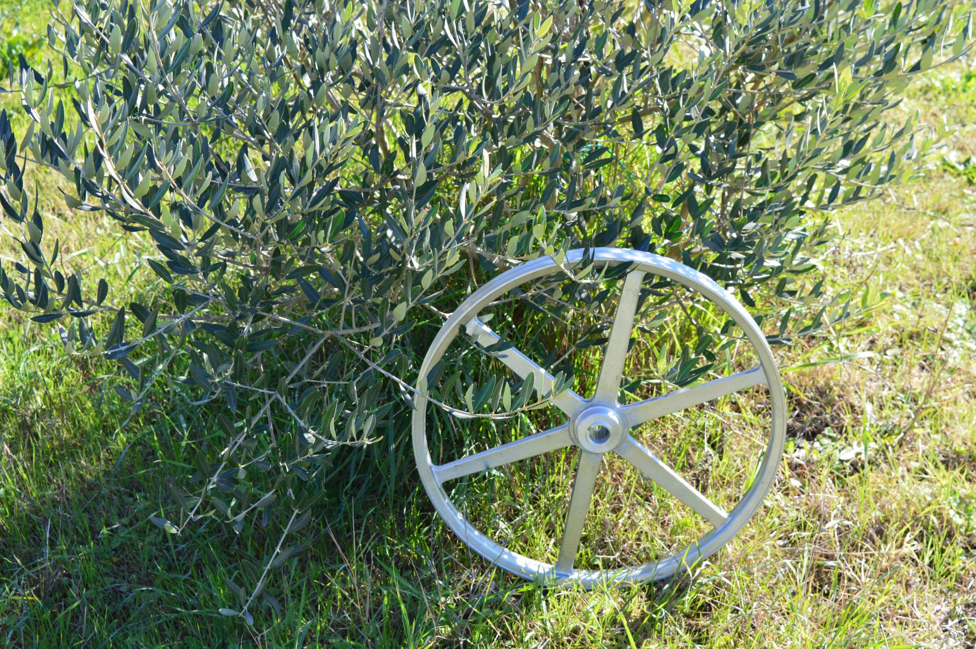 Pulley and olive tree