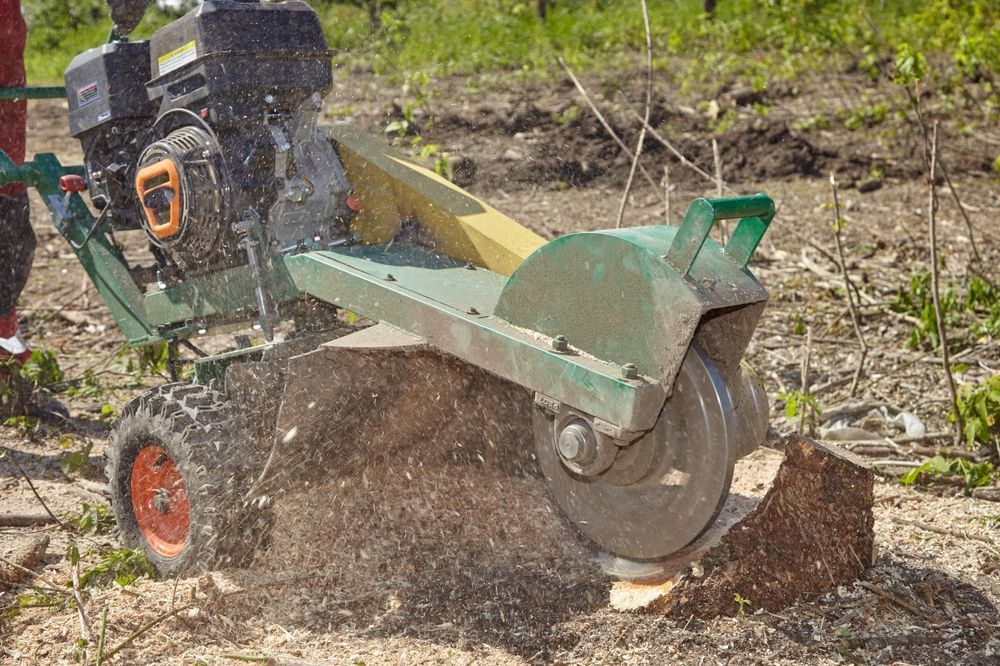 Stump grinder in action, cutting into a tree stump outdoors; sawdust flying.
