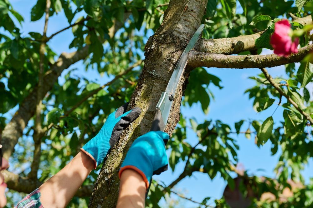 Hands in blue gloves using a saw to prune a tree branch outdoors.